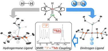 Graphical abstract: Manganese germylene complexes: reactivity with dihydrogen, isonitriles, and dinitrogen