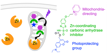 Graphical abstract: A subcellularly targeted photocaged inhibitor for mitochondrial carbonic anhydrase V