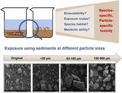 Graphical abstract: Role of sediment particle size in cypermethrin toxicity to Chironomus dilutus and Hyalella azteca: insights from bioavailability and exposure pathways