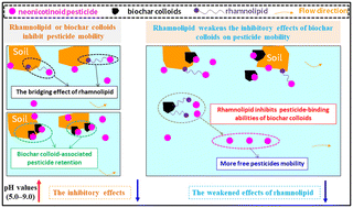 Graphical abstract: pH-dependent transport of neonicotinoid pesticides in saturated soil: single and combined functions of rhamnolipid and biochar colloids