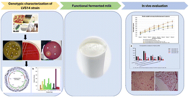 Graphical abstract: Innovative fermented milk enriched with the safe probiotic Lactiplantibacillus plantarum LVS14: genomic characterization and in vivo effectiveness