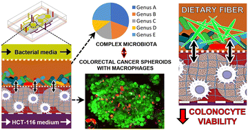 Graphical abstract: Interplay between dietary fiber, macrophages and colonocytes in a microfluidic model of host-microbiota interactions in colorectal cancer