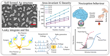 Graphical abstract: Device area invariant conductance linearity in scalable silver nanostructure based neuromorphic devices with threshold activation following nociceptive behavior