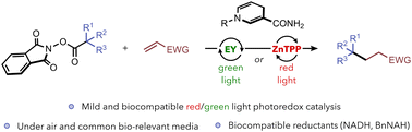 Graphical abstract: Red-shifted photoredox generation and trapping of alkyl radicals towards bioorthogonality