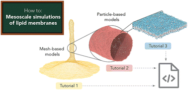 Graphical abstract: A tutorial for mesoscale computer simulations of lipid membranes: tether pulling, tubulation and fluctuations