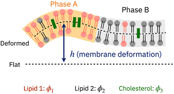 Graphical abstract: Pattern formation of lipid domains in bilayer membranes