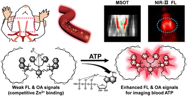 Graphical abstract: A water-soluble NIR-II fluorescent probe for non-invasive real-time detection of blood ATP via optoacoustic and fluorescence imaging