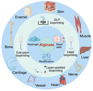 Graphical abstract: Alginate-based 3D bioprinting strategies for structure–function integrated tissue regeneration