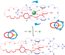 Graphical abstract: Anion induced and inhibited circumrotation of a [2]catenane