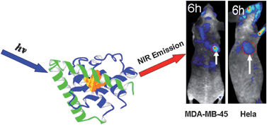 Graphical abstract: Ultrasmall near-infrared gold nanoclusters for tumor fluorescence imaging in vivo