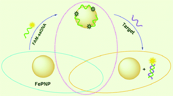 Graphical abstract: A novel application of porphyrin nanoparticles as an effective fluorescent assay platform for nucleic acid detection