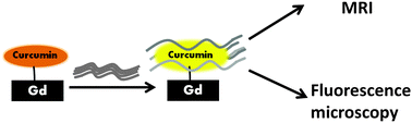 Graphical abstract: A multimodal, β-amyloid-targeted contrast agent