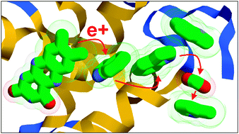 Graphical abstract: The road not taken: a theoretical view of an unexpected cryptochrome charge transfer path