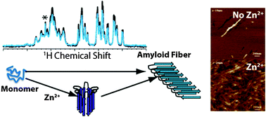 Graphical abstract: Zinc stabilization of prefibrillar oligomers of human islet amyloid polypeptide