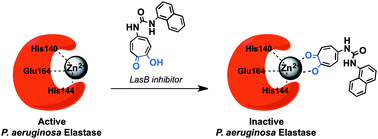 Graphical abstract: Antagonism of a zinc metalloprotease using a unique metal-chelating scaffold: tropolones as inhibitors of P. aeruginosa elastase