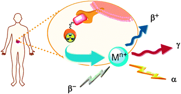 Graphical abstract: Tumour targeting with radiometals for diagnosis and therapy