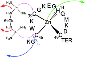 Graphical abstract: Zinc finger peptide cleavage by a dinuclear platinum compound