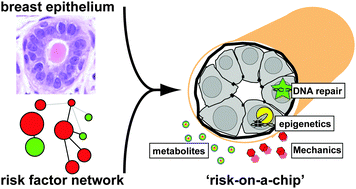 Graphical abstract: Building risk-on-a-chip models to improve breast cancer risk assessment and prevention