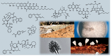 Graphical abstract: Fungal natural products in research and development