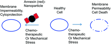 Graphical abstract: Cytoprotective nanoparticles by conjugation of a polyhis tagged annexin V to a nanoparticle drug