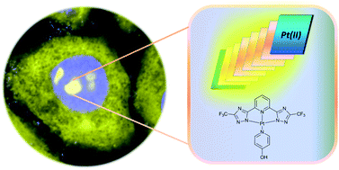 Graphical abstract: Bio-imaging with neutral luminescent Pt(ii) complexes showing metal⋯metal interactions