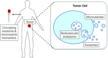 Graphical abstract: Detection and isolation of circulating exosomes and microvesicles for cancer monitoring and diagnostics using micro-/nano-based devices