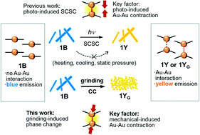 Graphical abstract: Mechanical path to a photogenerated structure: ball milling-induced phase transition of a gold(i) complex