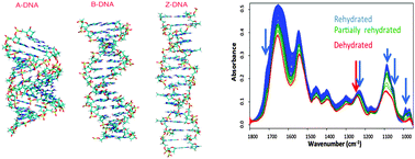 Graphical abstract: The importance of hydration and DNA conformation in interpreting infrared spectra of cells and tissues