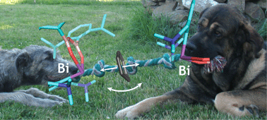 Graphical abstract: The non-planarity of the benzene molecule in the X-ray structure of the chelated bismuth(iii) heteroboroxine complex is not supported by quantum mechanical calculations