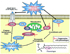 Graphical abstract: Extrinsic plasmalogens suppress neuronal apoptosis in mouse neuroblastoma Neuro-2A cells: importance of plasmalogen molecular species