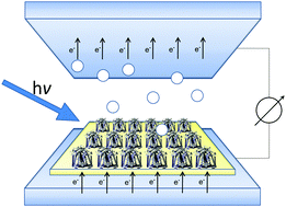 Graphical abstract: “Garnishing” the photosynthetic bacterial reaction center for bioelectronics