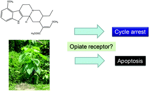 Graphical abstract: The cellular toxicology of mitragynine, the dominant alkaloid of the narcotic-like herb, Mitragyna speciosa Korth