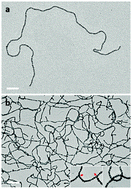 Graphical abstract: Branched and crosslinked supracolloidal chains with diblock copolymer micelles having three well-defined patches