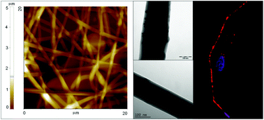 Graphical abstract: Fibrous scaffolds fabricated by emulsion electrospinning: from hosting capacity to in vivo biocompatibility