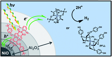 Graphical abstract: Photodriven hydrogen evolution by molecular catalysts using Al2O3-protected perylene-3,4-dicarboximide on NiO electrodes