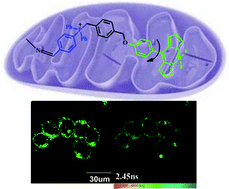 Graphical abstract: Targetable and fixable rotor for quantifying mitochondrial viscosity of living cells by fluorescence lifetime imaging