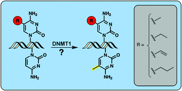 Graphical abstract: Can 5-methylcytosine analogues with extended alkyl side chains guide DNA methylation?