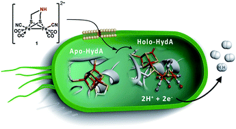 Graphical abstract: In vivo activation of an [FeFe] hydrogenase using synthetic cofactors