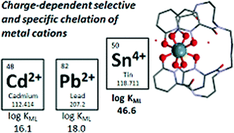 Graphical abstract: Toxic heavy metal – Pb, Cd, Sn – complexation by the octadentate hydroxypyridinonate ligand archetype 3,4,3-LI(1,2-HOPO)