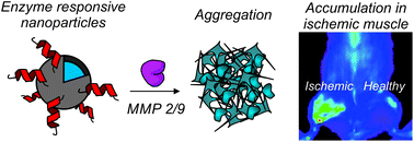 Graphical abstract: Enzyme-targeted nanoparticles for delivery to ischemic skeletal muscle