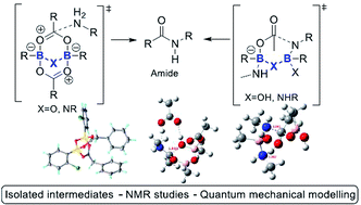 Graphical abstract: Mechanistic insights into boron-catalysed direct amidation reactions