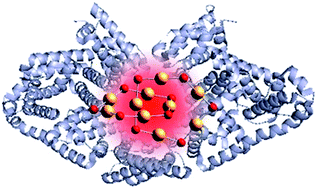 Graphical abstract: Structure and formation of highly luminescent protein-stabilized gold clusters