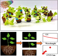 Graphical abstract: Emerging investigator series: quantification of multiwall carbon nanotubes in plant tissues with spectroscopic analysis