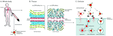 Graphical abstract: DePEGylation strategies to increase cancer nanomedicine efficacy