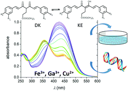 Graphical abstract: New curcumin-derived ligands and their affinity towards Ga3+, Fe3+ and Cu2+: spectroscopic studies on complex formation and stability in solution