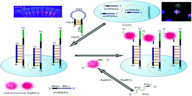 Graphical abstract: DNA-templated silver nanoclusters locate microRNAs in the nuclei of gastric cancer cells