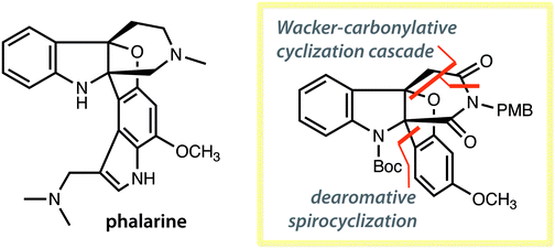 Graphical abstract: Synthesis of the core structure of phalarine