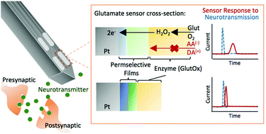 Graphical abstract: Electroenzymatic glutamate sensing at near the theoretical performance limit