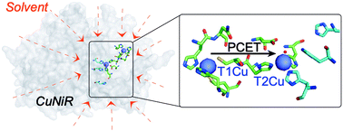 Graphical abstract: Solvent-slaved protein motions accompany proton coupled electron transfer reactions catalysed by copper nitrite reductase