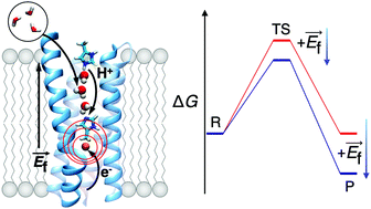 Graphical abstract: Electric field modulated redox-driven protonation and hydration energetics in energy converting enzymes